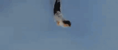 kung fu GIF
