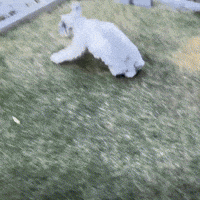 Zoomies Schnauzer GIF
