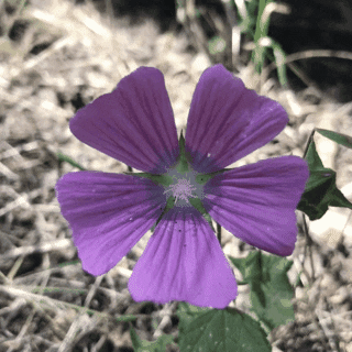 vectanim giphygifmaker giphygifmakermobile flower flowerpower GIF