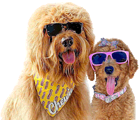 Cool Kids Dog Sticker