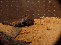 scorpion GIF
