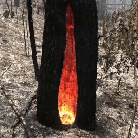 Fire Evident Inside Tree as Bushfires Die Down on New South Wales Coast