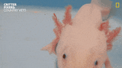 National Geographic Vet GIF by Nat Geo Wild