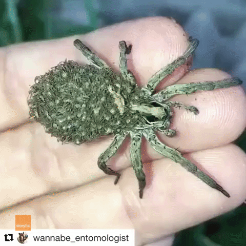 Mama Wolf Spider Carries Babies on Her Back