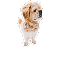 Dog Sticker by Caravan of Paws