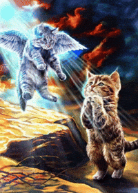 Cat Pray GIF