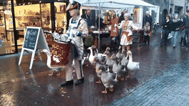 ducks parade GIF