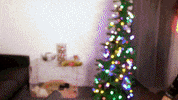 Christmas Tree Love GIF