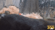 Hungry Asian GIF by Brookfield Zoo