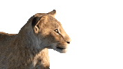 Excited The Lion King Sticker by Walt Disney Studios