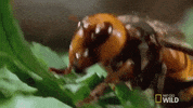 Hornet GIF by GIPHY News