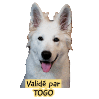 Pawsitivepetambassadeur Sticker by Pawsitive pet