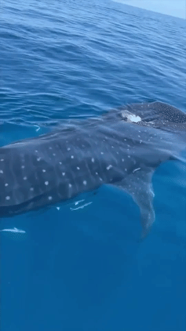 Fishermen Spot Whale Shark Feeding on Plankton