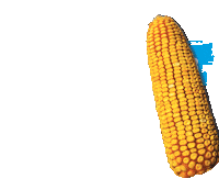 campo agro Sticker by Agroeste