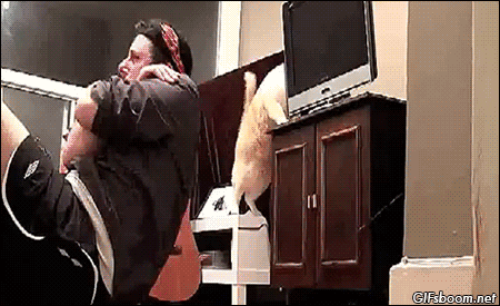 cat fail GIF