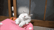 psst GIF
