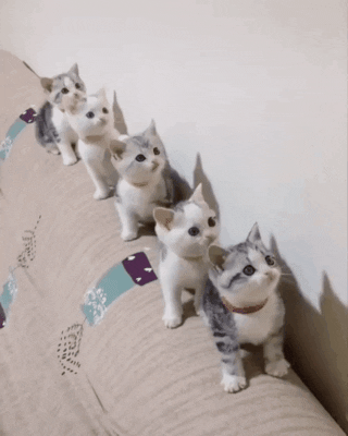 cuteanimalland giphyupload GIF