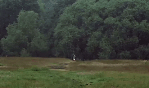 c290zxjpczeymjzaag90bwfpbc5jb20 running monty python holy grail GIF