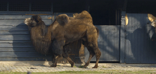 GIF by Planckendael