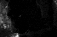 mad jaguar GIF