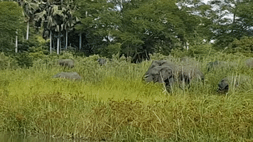Frightened Elephant Fights Crocodile Snapping at Its Trunk
