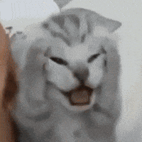 K Pop Wow GIF