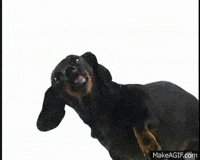 dachshund GIF