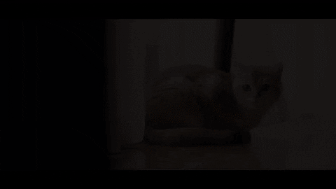 Cat GIF by 360 Haircare