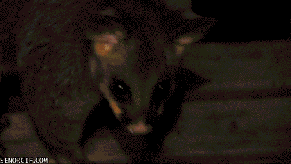 ninja possum GIF by Cheezburger