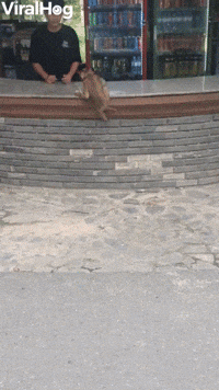 Little Monkey Asks For Money to Get Some Milk 