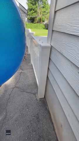 Ecstatic Bulldog Bounces Around New Toy Ball in Salt Lake City Backyard