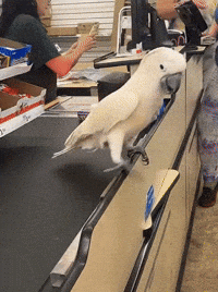Close Friends Birds GIF