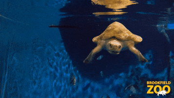 Ocean Turtle GIF by Brookfield Zoo