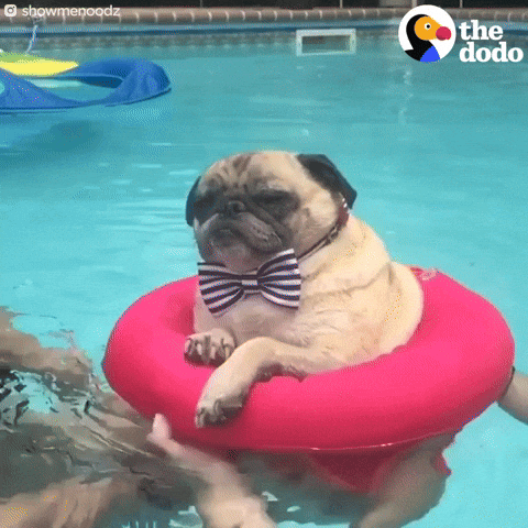 Video gif. Emotionless pug wearing a striped bowtie, stuck in a red innertube, floating in a pool.