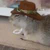 Squirrel GIF