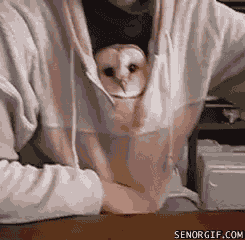 sorry owl GIF by Cheezburger