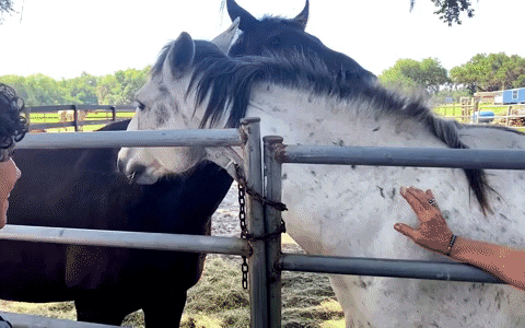christopherspata giphyupload mustang nuzzle wild horse rescue center GIF