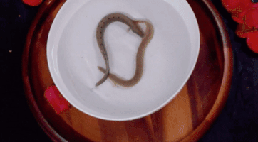 michael carbonaro GIF by truTV’s The Carbonaro Effect