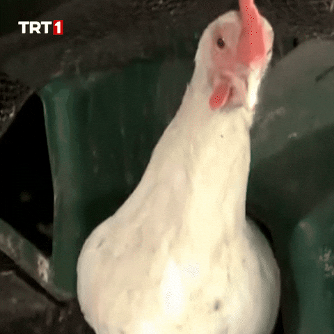 Angry Good Morning GIF by TRT