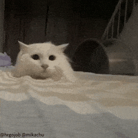 Cute Cat GIF