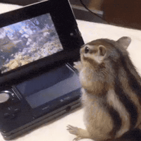 Dog Hamster GIF