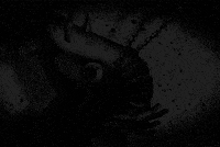 colinraff weird creepy surreal insect GIF
