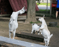 GIF by Random Goat