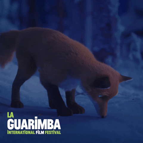 Searching What Is This GIF by La Guarimba Film Festival