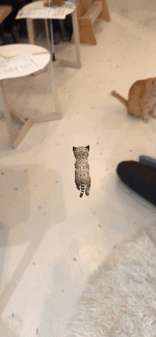 kitty laser GIF