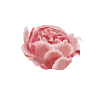 Red Roses Flower Sticker by darleneboza