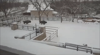 Trio of Bison Enjoy Snow Day at Oklahoma City Zoo