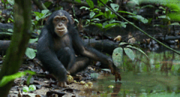 ape GIF