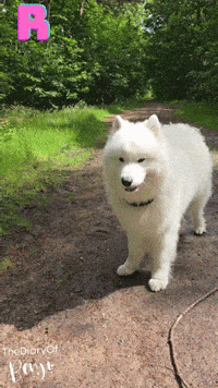 Forest Benji GIF