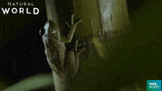 scared puerto rico GIF by BBC Earth